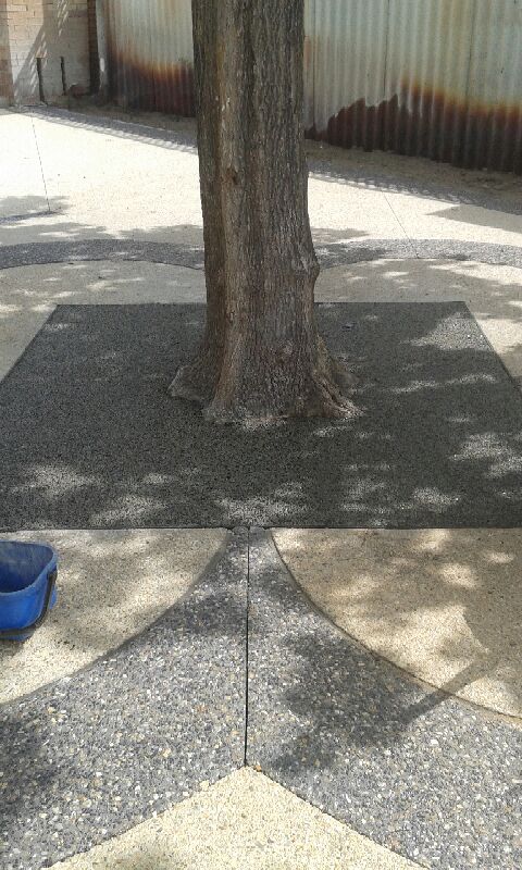 Existing tree in Freemantle, WA