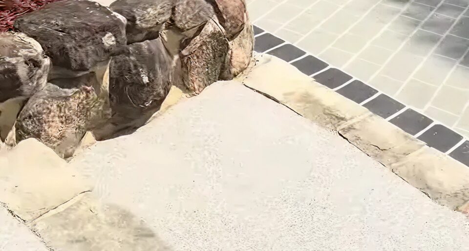 Paving Paradise_ How John Turned Weeds into Wonders compressed