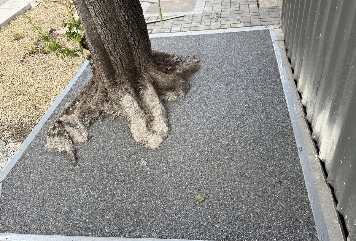 Tree Surrounds 1 compressed