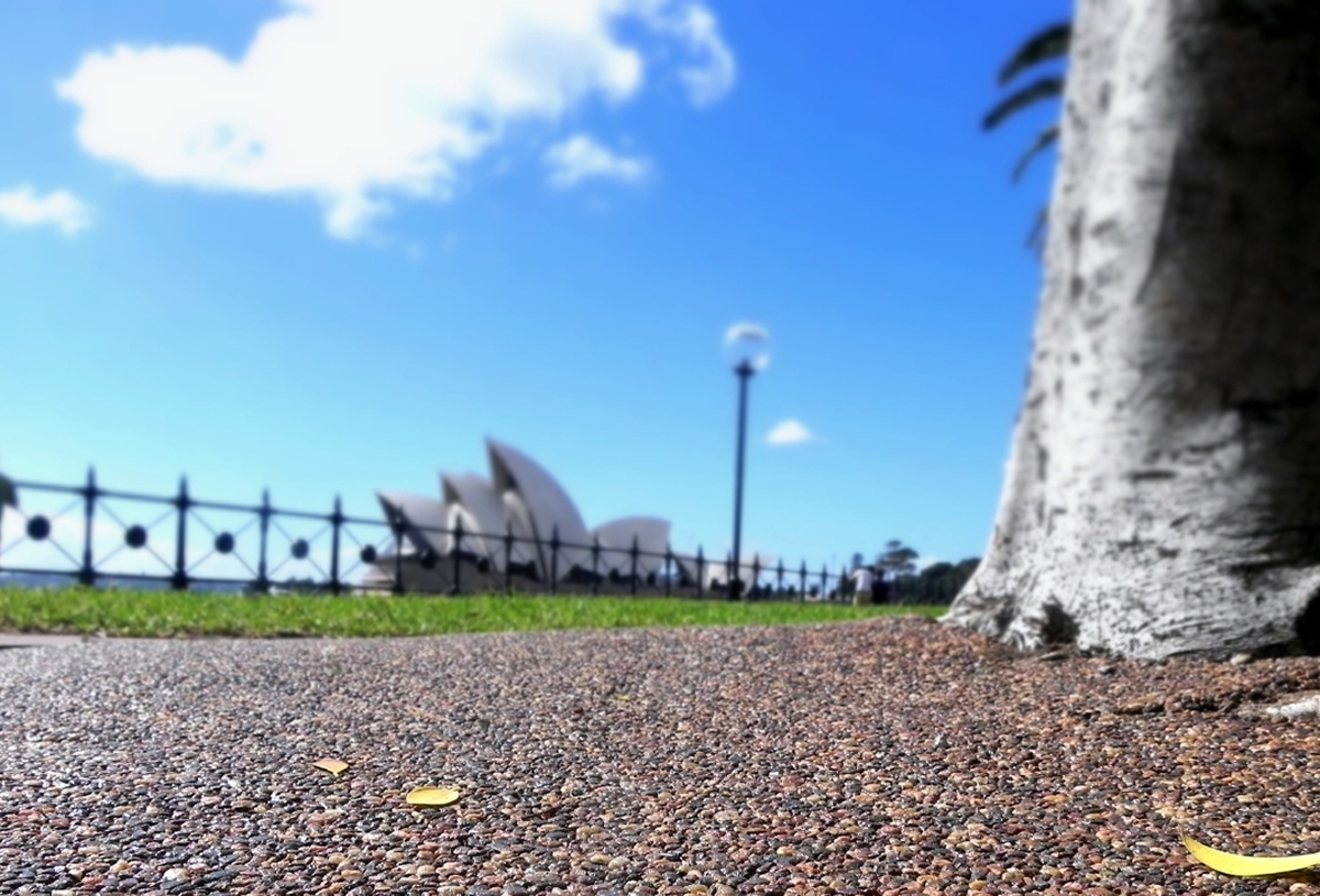 Tree Surrounds 15 compressed