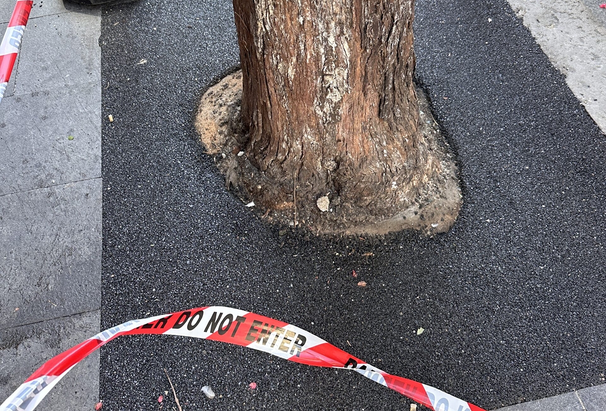 Tree Surrounds 18 compressed