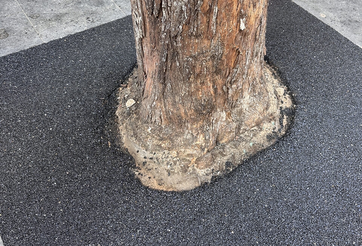 Tree Surrounds 19 compressed