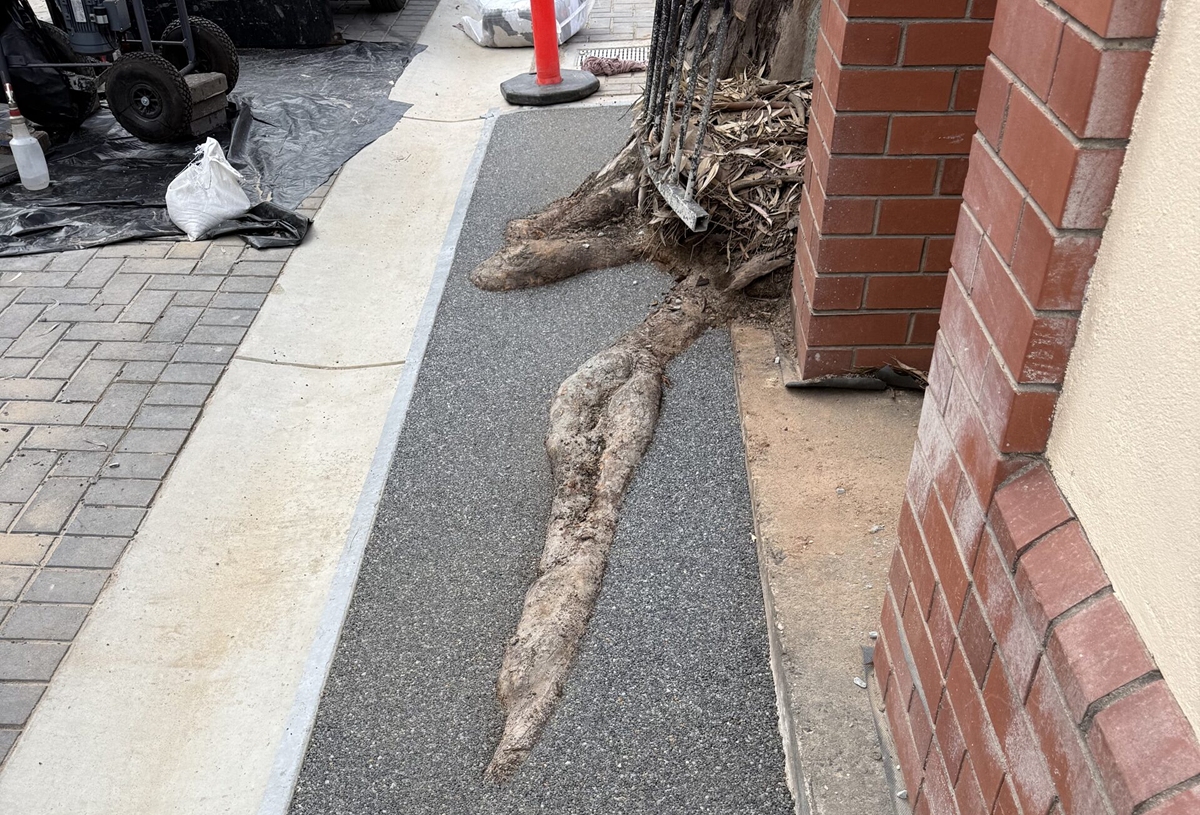 Tree Surrounds 2 compressed