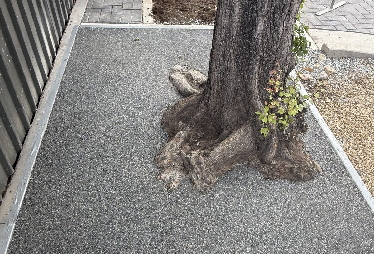 Tree Surrounds 3 compressed