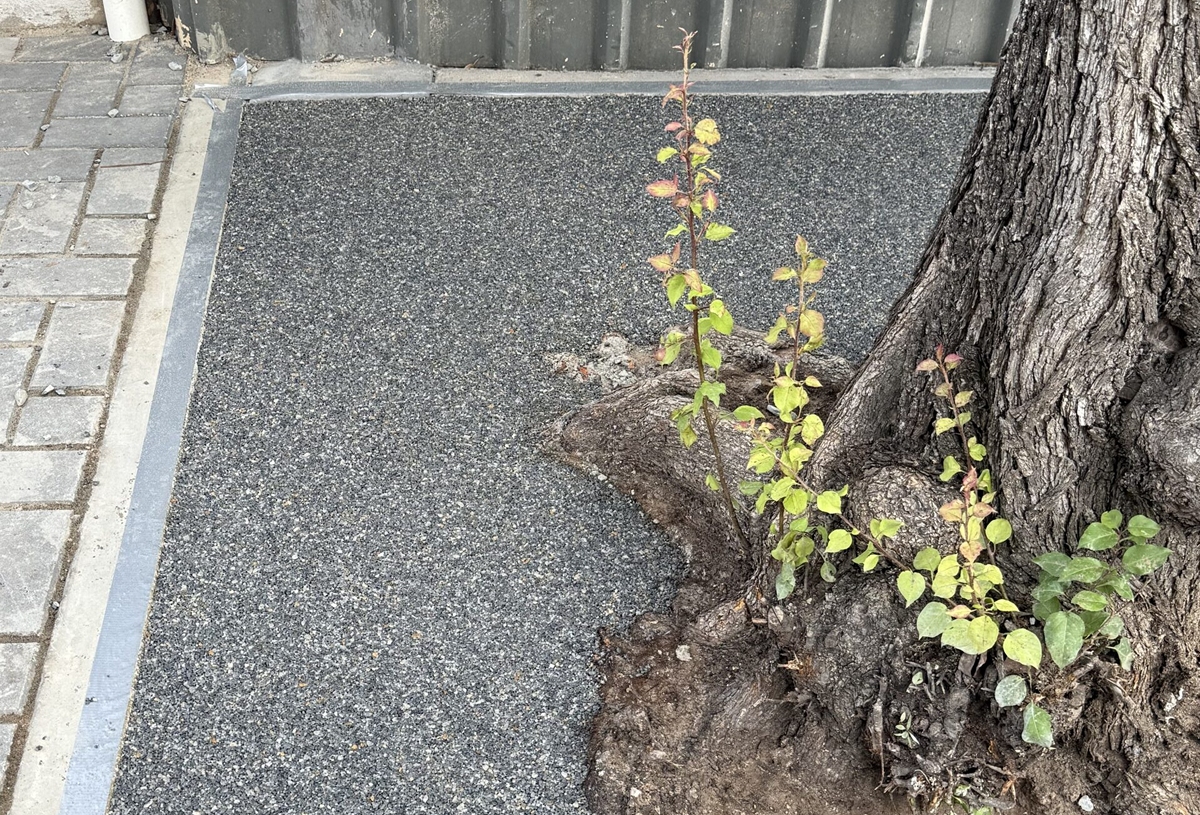 Tree Surrounds 4 compressed