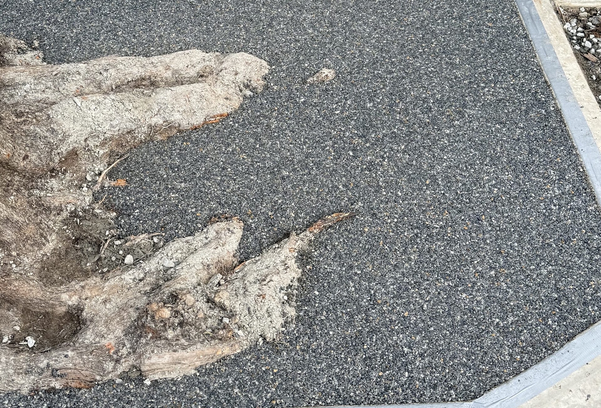 Tree Surrounds 5 compressed