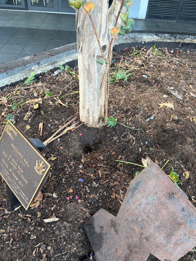 Removal of the struggling smaller vegetation